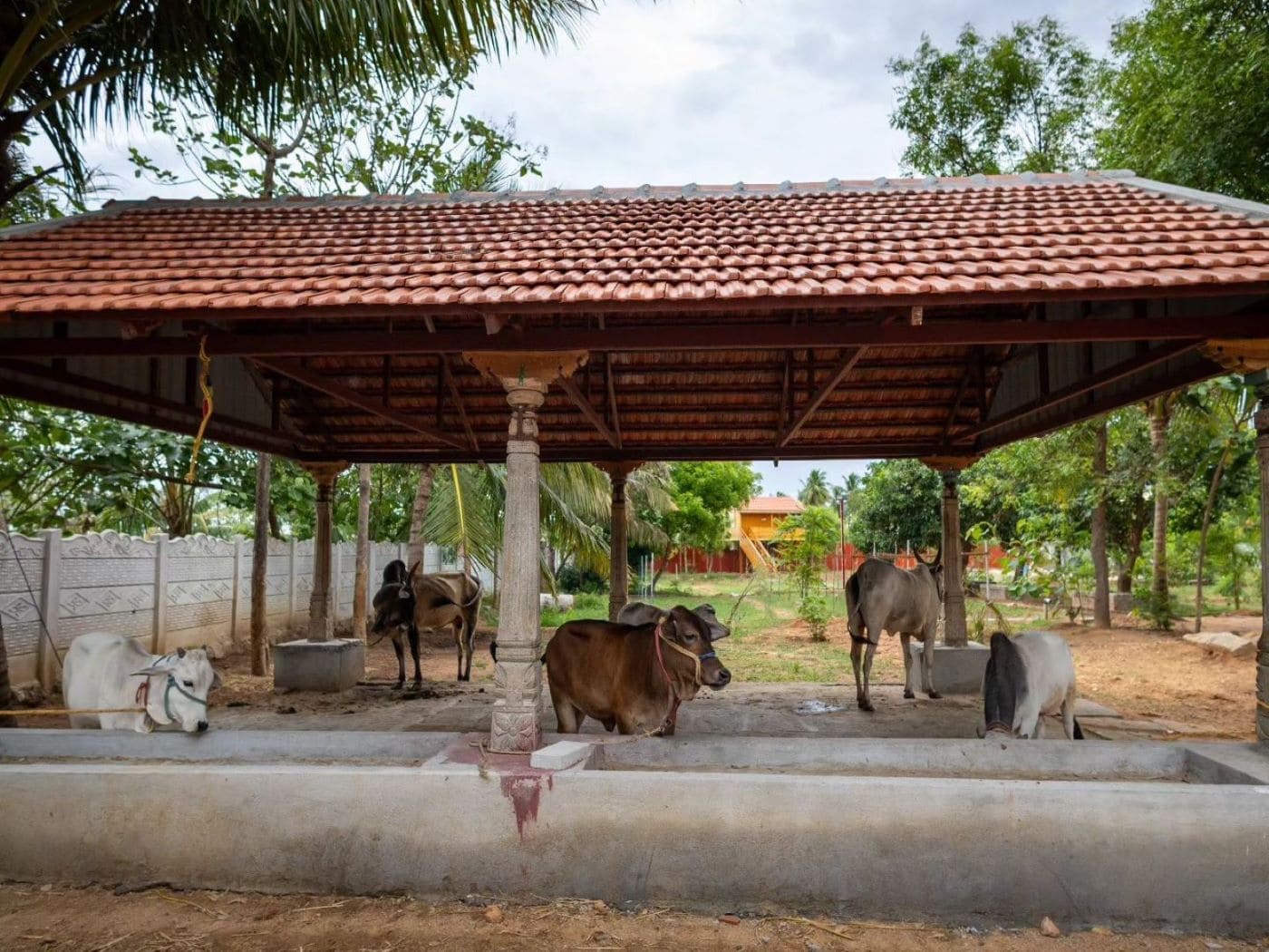 Tiruchendur Subramania Swamy Gaushala